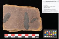 Foto (Objekt + Etikett) von Quercus palaeoilex Ettingshausen (NHMW-GEO-2024-0188-0891)